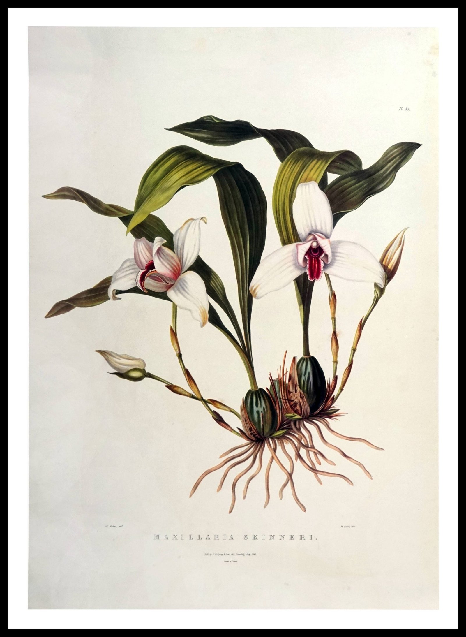 PTR AW04 Maxillaria Skinner I (Antique Prints)